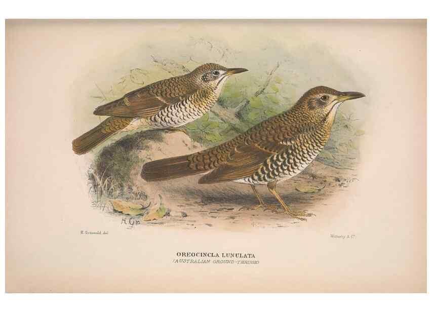 Reproducción/Reproduction 48684475563: The Birds of Australia. London :Witherby & Co.,1910-1927.. 