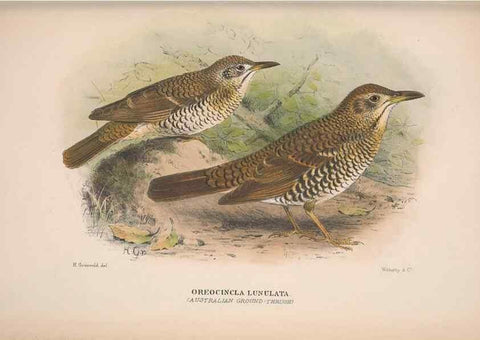 Reproducción/Reproduction 48684475563: The Birds of Australia. London :Witherby & Co.,1910-1927.. 