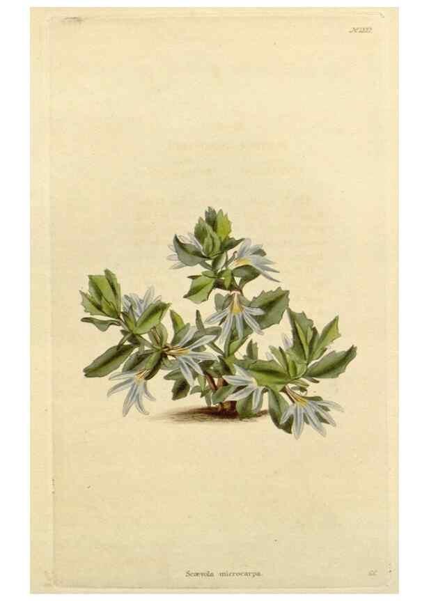 Reproducción/Reproduction 48782693488: The botanical cabinet. London :John & Arthur Arch ...,1817-1833.. 