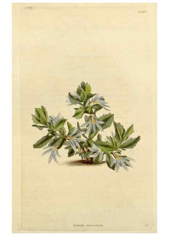Reproducción/Reproduction 48782693488: The botanical cabinet. London :John & Arthur Arch ...,1817-1833.. 
