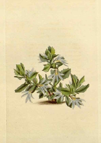 Reproducción/Reproduction 48782693488: The botanical cabinet. London :John & Arthur Arch ...,1817-1833.. 