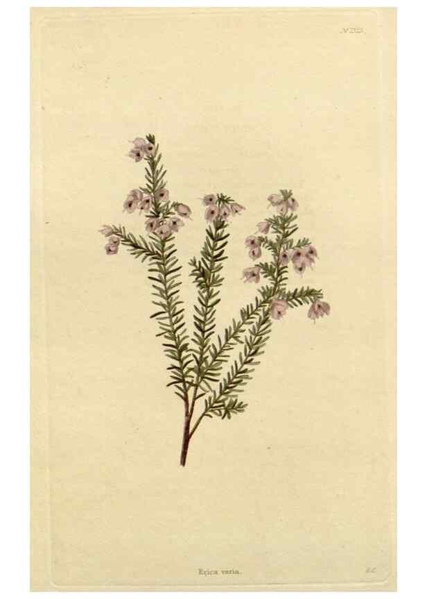 Reproducción/Reproduction 48783224347: The botanical cabinet. London :John & Arthur Arch ...,1817-1833.. 