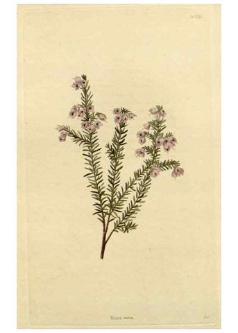 Reproducción/Reproduction 48783224347: The botanical cabinet. London :John & Arthur Arch ...,1817-1833.. 
