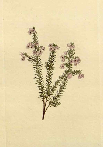 Reproducción/Reproduction 48783224347: The botanical cabinet. London :John & Arthur Arch ...,1817-1833.. 