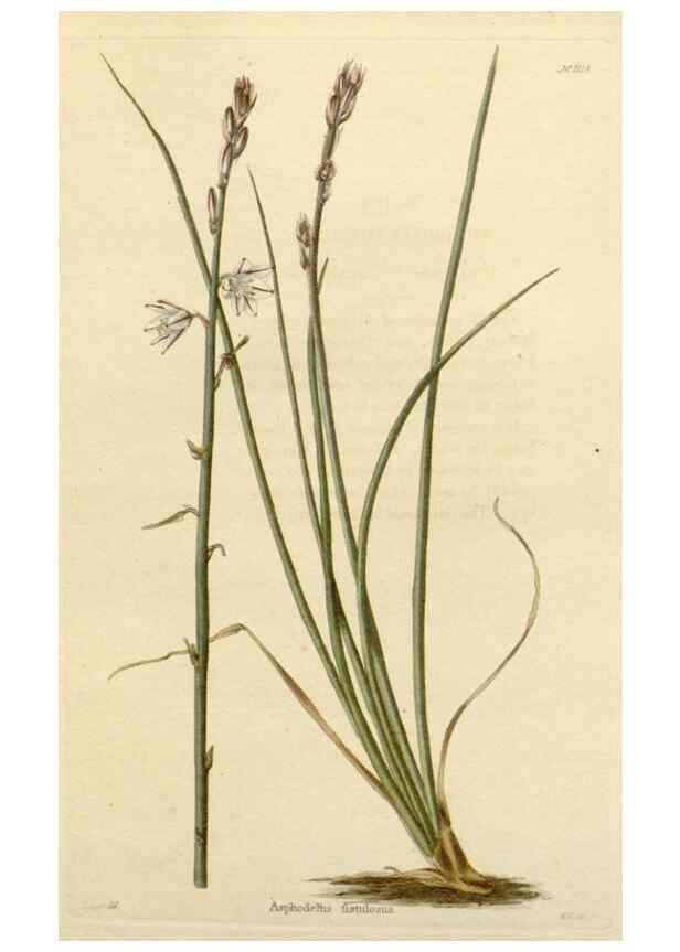 Reproducción/Reproduction 48783002222: The botanical cabinet. London :John & Arthur Arch ...,1817-1833.. 