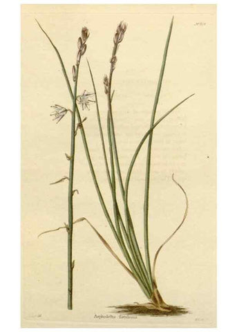 Reproducción/Reproduction 48783002222: The botanical cabinet. London :John & Arthur Arch ...,1817-1833.. 