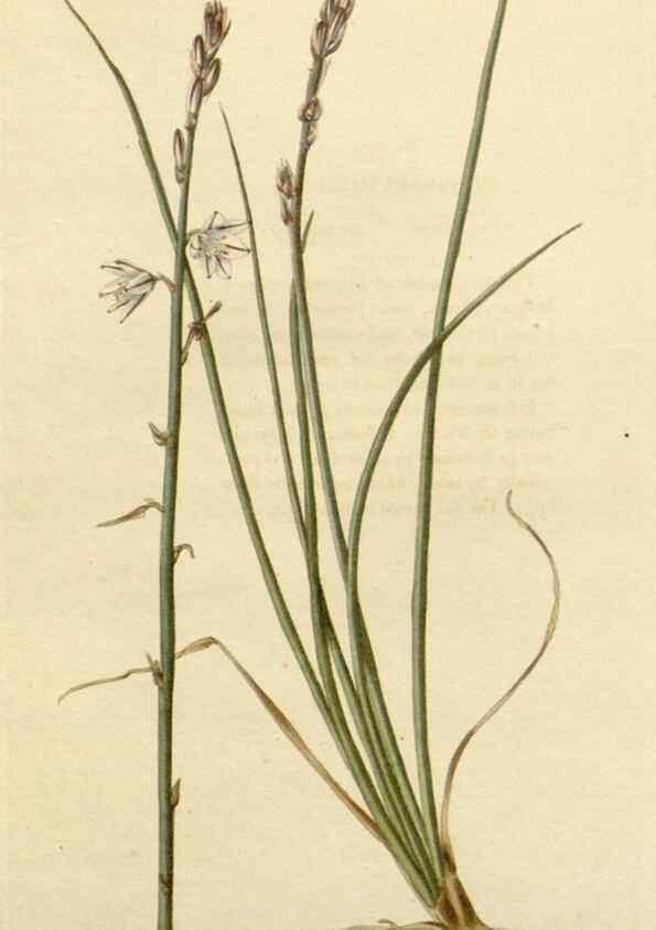 Reproducción/Reproduction 48783002222: The botanical cabinet. London :John & Arthur Arch ...,1817-1833.. 