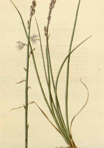 Reproducción/Reproduction 48783002222: The botanical cabinet. London :John & Arthur Arch ...,1817-1833.. 