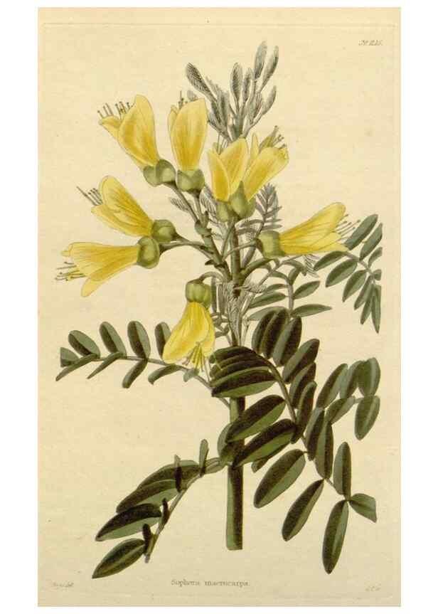 Reproducción/Reproduction 48782470263: The botanical cabinet. London :John & Arthur Arch ...,1817-1833.. 