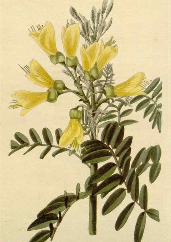 Reproducción/Reproduction 48782470263: The botanical cabinet. London :John & Arthur Arch ...,1817-1833.. 