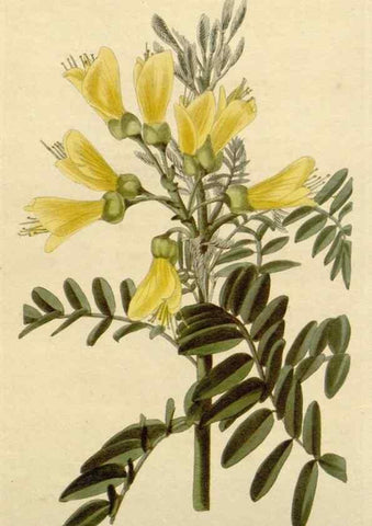 Reproducción/Reproduction 48782470263: The botanical cabinet. London :John & Arthur Arch ...,1817-1833.. 