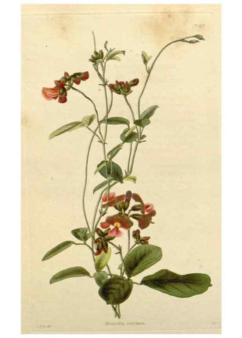 Reproducción/Reproduction 48782470708: The botanical cabinet. London :John & Arthur Arch ...,1817-1833.. 