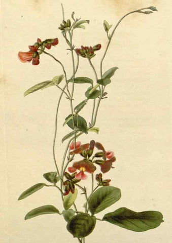 Reproducción/Reproduction 48782470708: The botanical cabinet. London :John & Arthur Arch ...,1817-1833.. 