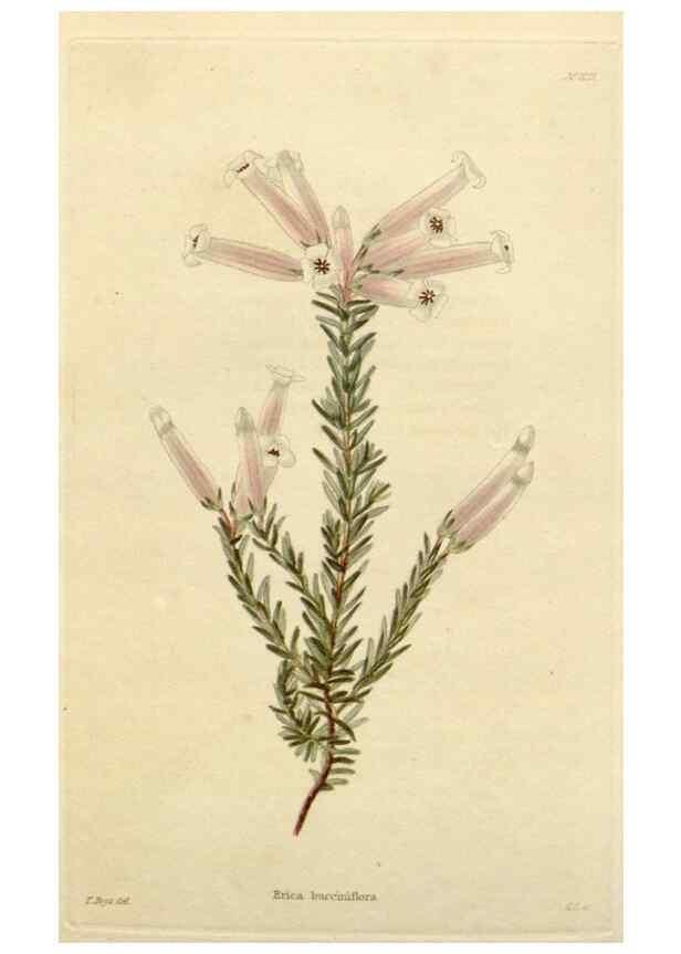 Reproducción/Reproduction 48782471093: The botanical cabinet. London :John & Arthur Arch ...,1817-1833.. 
