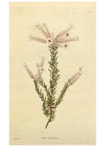 Reproducción/Reproduction 48782471093: The botanical cabinet. London :John & Arthur Arch ...,1817-1833.. 