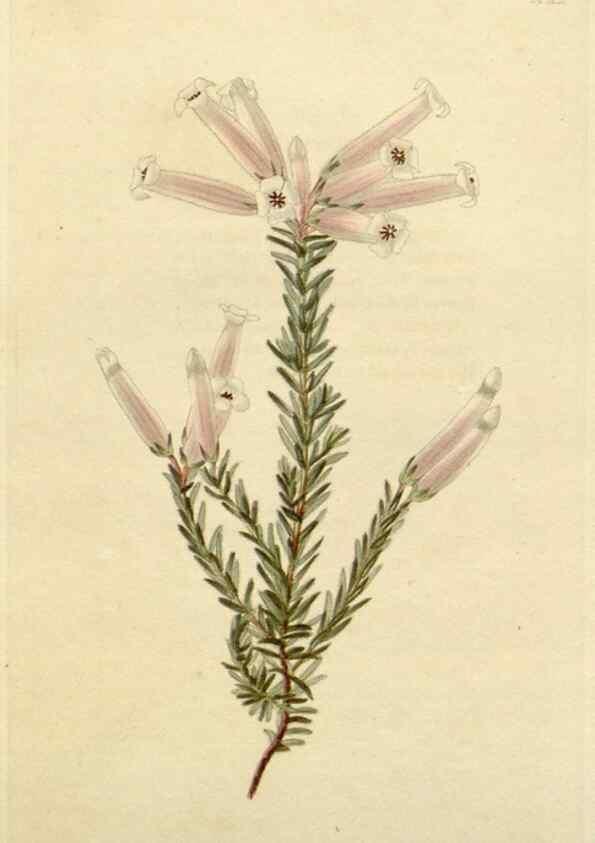 Reproducción/Reproduction 48782471093: The botanical cabinet. London :John & Arthur Arch ...,1817-1833.. 