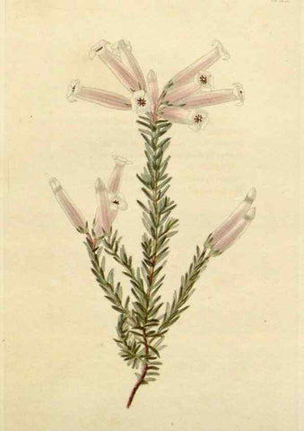 Reproducción/Reproduction 48782471093: The botanical cabinet. London :John & Arthur Arch ...,1817-1833.. 