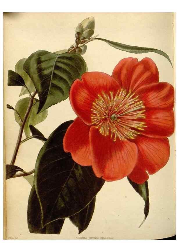 Reproducción/Reproduction 48783003907: The botanical cabinet. London :John & Arthur Arch ...,1817-1833.. 