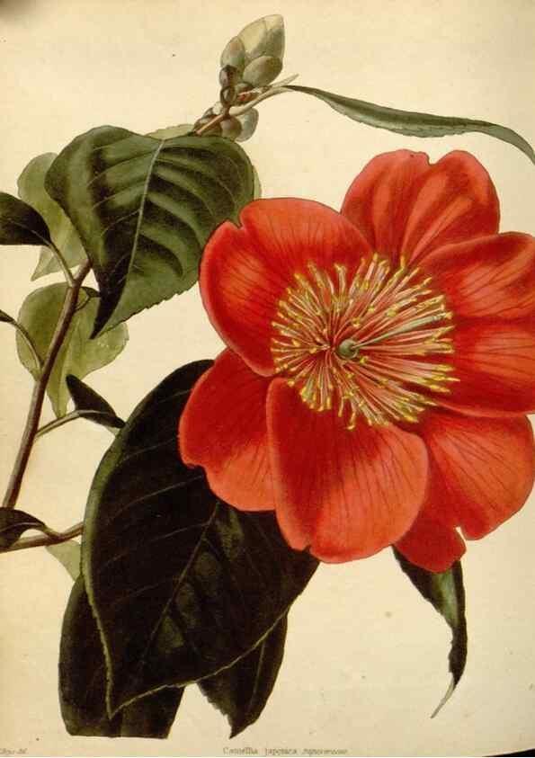 Reproducción/Reproduction 48783003907: The botanical cabinet. London :John & Arthur Arch ...,1817-1833.. 