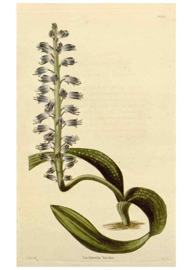 Reproducción/Reproduction 48782471723: The botanical cabinet. London :John & Arthur Arch ...,1817-1833.. 