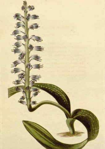 Reproducción/Reproduction 48782471723: The botanical cabinet. London :John & Arthur Arch ...,1817-1833.. 