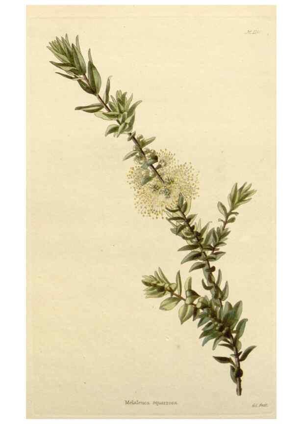 Reproducción/Reproduction 48782472153: The botanical cabinet. London :John & Arthur Arch ...,1817-1833.. 