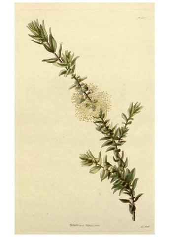 Reproducción/Reproduction 48782472153: The botanical cabinet. London :John & Arthur Arch ...,1817-1833.. 