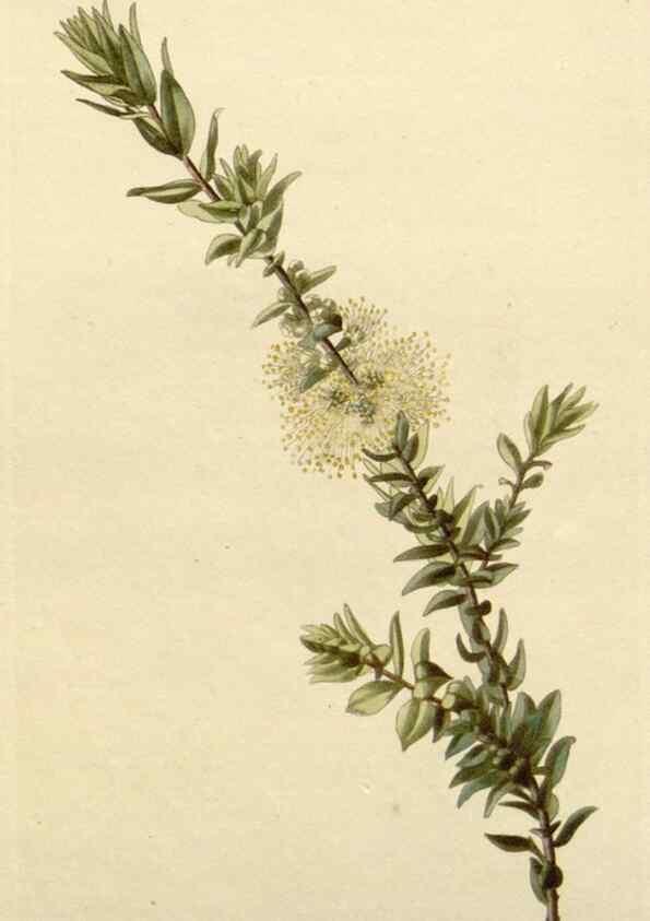 Reproducción/Reproduction 48782472153: The botanical cabinet. London :John & Arthur Arch ...,1817-1833.. 