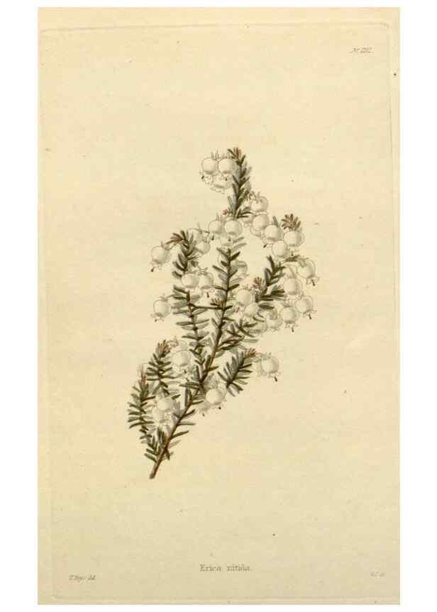 Reproducción/Reproduction 48782838011: The botanical cabinet. London :John & Arthur Arch ...,1817-1833.. 
