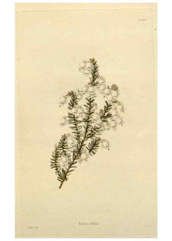 Reproducción/Reproduction 48782838011: The botanical cabinet. London :John & Arthur Arch ...,1817-1833.. 