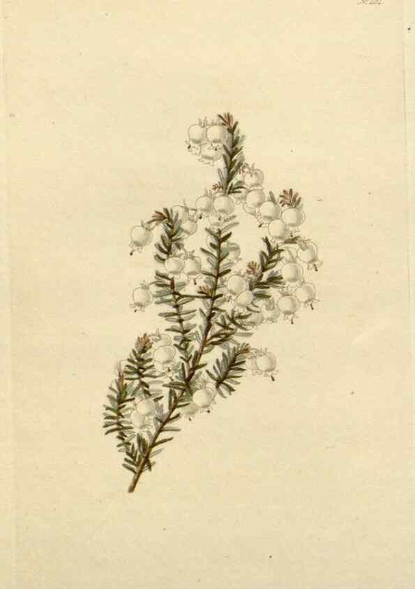 Reproducción/Reproduction 48782838011: The botanical cabinet. London :John & Arthur Arch ...,1817-1833.. 