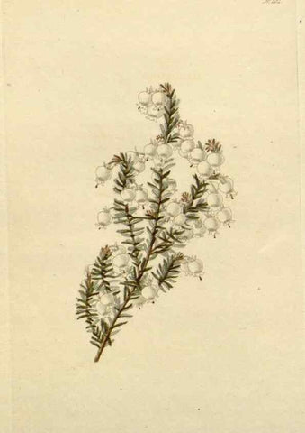 Reproducción/Reproduction 48782838011: The botanical cabinet. London :John & Arthur Arch ...,1817-1833.. 
