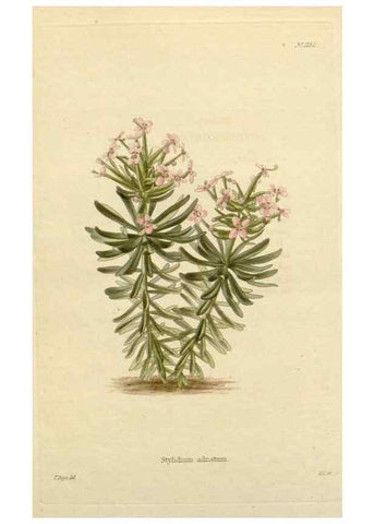 Reproducción/Reproduction 48783005407: The botanical cabinet. London :John & Arthur Arch ...,1817-1833.. 