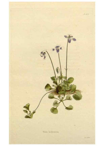 Reproducción/Reproduction 48782838731: The botanical cabinet. London :John & Arthur Arch ...,1817-1833.. 
