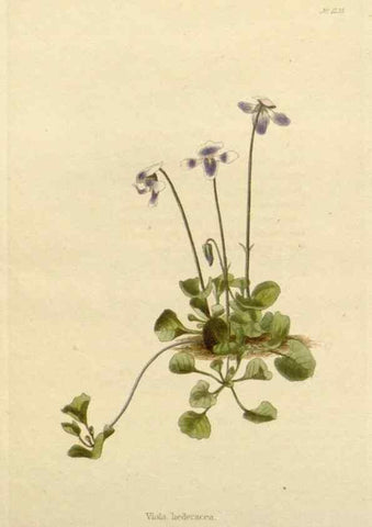 Reproducción/Reproduction 48782838731: The botanical cabinet. London :John & Arthur Arch ...,1817-1833.. 