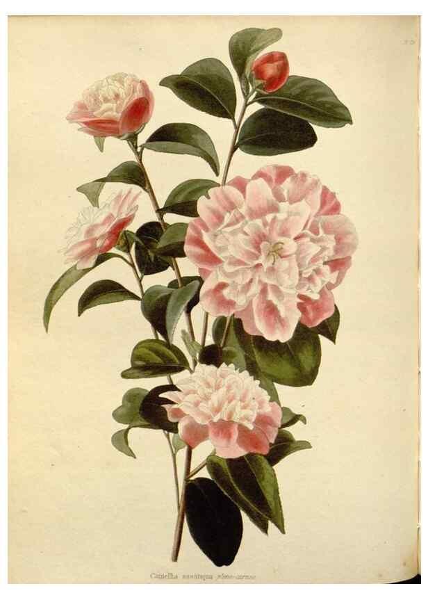 Reproducción/Reproduction 48783006157: The botanical cabinet. London :John & Arthur Arch ...,1817-1833.. 