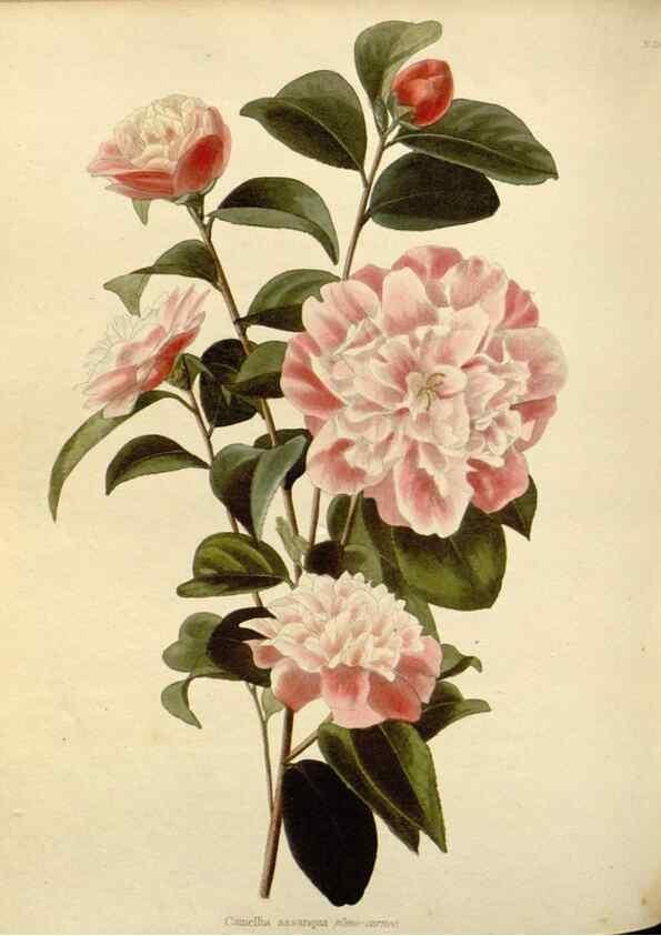 Reproducción/Reproduction 48783006157: The botanical cabinet. London :John & Arthur Arch ...,1817-1833.. 