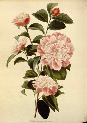 Reproducción/Reproduction 48783006157: The botanical cabinet. London :John & Arthur Arch ...,1817-1833.. 