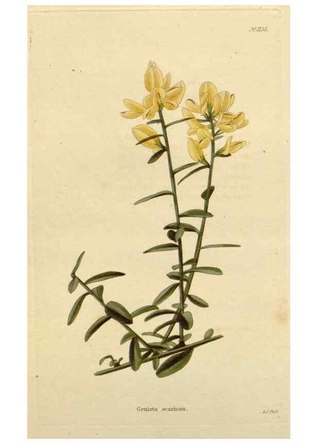 Reproducción/Reproduction 48782473908: The botanical cabinet. London :John & Arthur Arch ...,1817-1833.. 