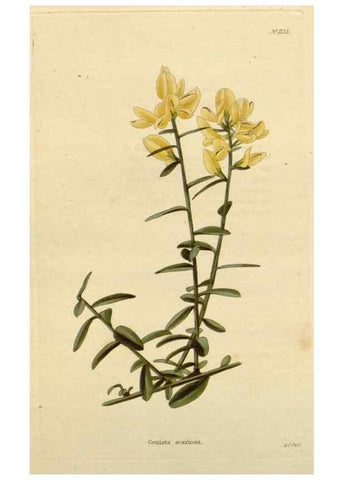Reproducción/Reproduction 48782473908: The botanical cabinet. London :John & Arthur Arch ...,1817-1833.. 