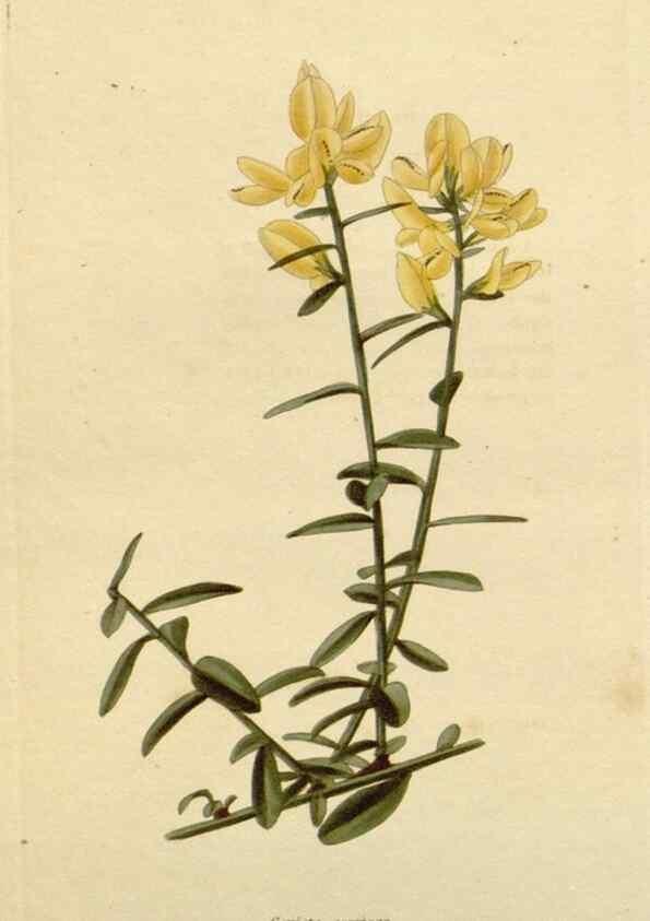 Reproducción/Reproduction 48782473908: The botanical cabinet. London :John & Arthur Arch ...,1817-1833.. 