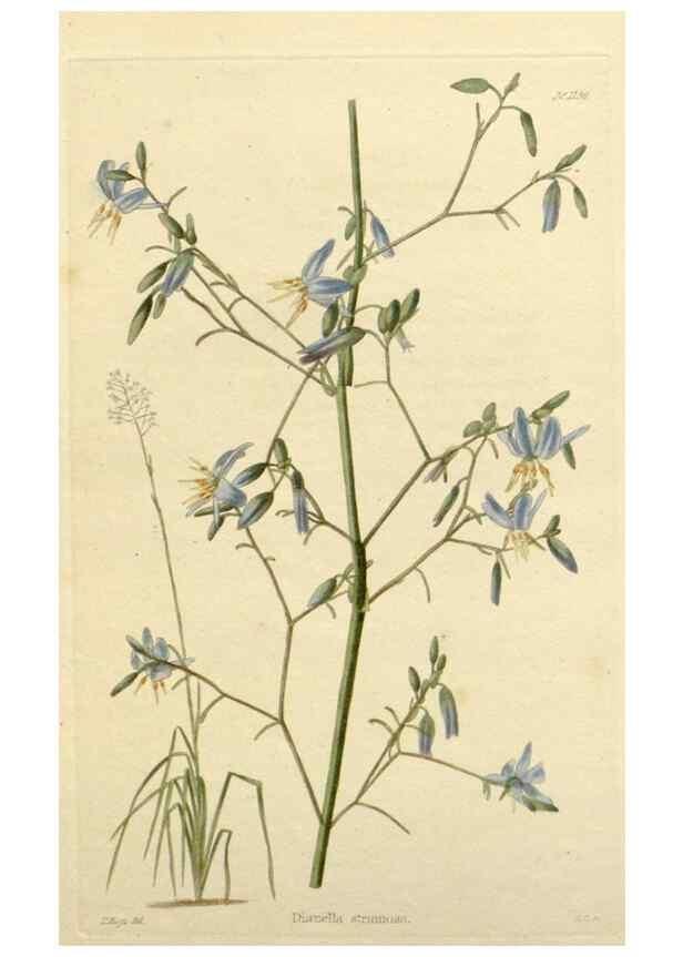 Reproducción/Reproduction 48783006867: The botanical cabinet. London :John & Arthur Arch ...,1817-1833.. 