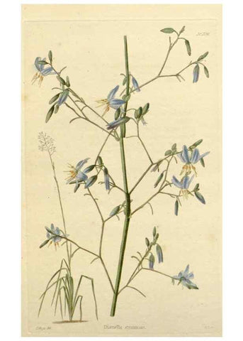 Reproducción/Reproduction 48783006867: The botanical cabinet. London :John & Arthur Arch ...,1817-1833.. 