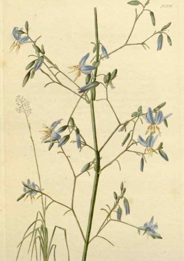 Reproducción/Reproduction 48783006867: The botanical cabinet. London :John & Arthur Arch ...,1817-1833.. 