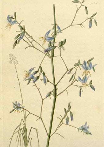 Reproducción/Reproduction 48783006867: The botanical cabinet. London :John & Arthur Arch ...,1817-1833.. 
