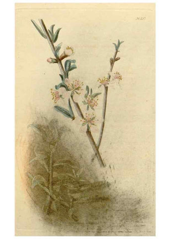 Reproducción/Reproduction 48783007292: The botanical cabinet. London :John & Arthur Arch ...,1817-1833.. 