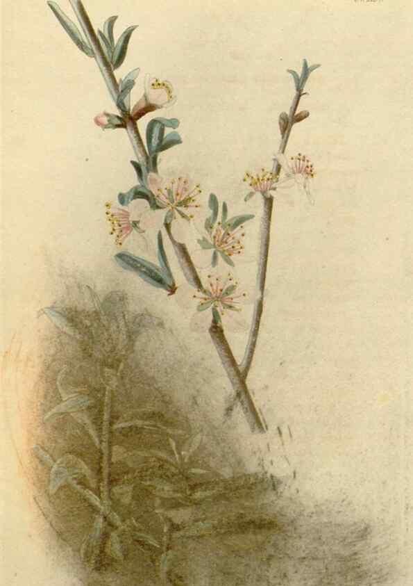Reproducción/Reproduction 48783007292: The botanical cabinet. London :John & Arthur Arch ...,1817-1833.. 