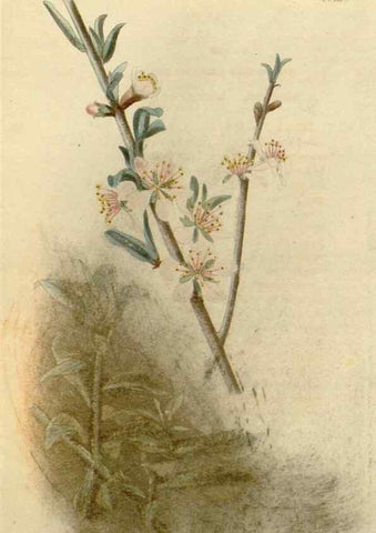 Reproducción/Reproduction 48783007292: The botanical cabinet. London :John & Arthur Arch ...,1817-1833.. 