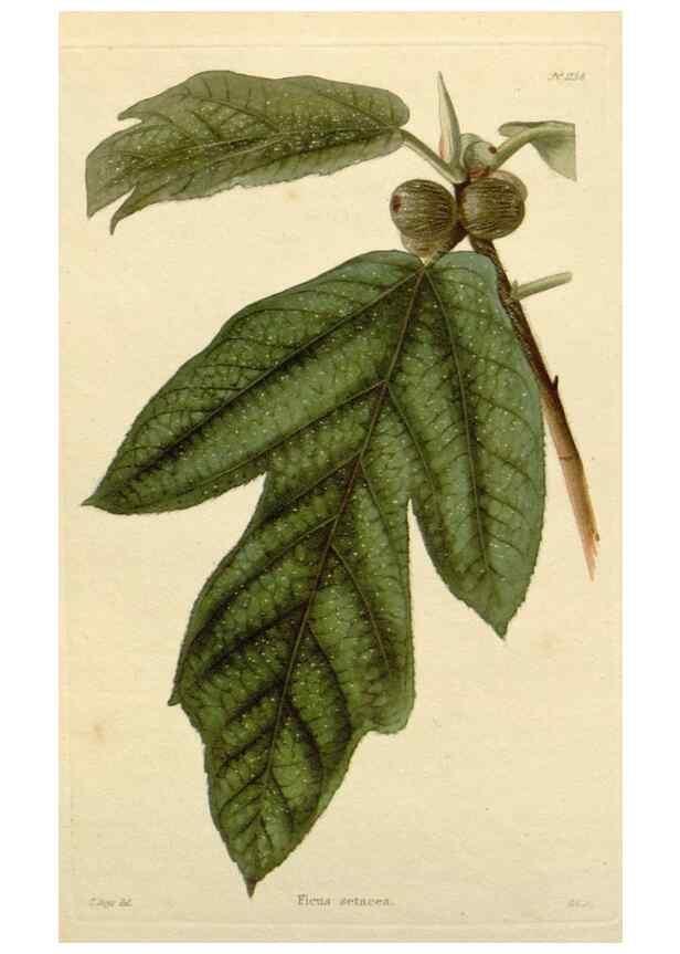Reproducción/Reproduction 48782840696: The botanical cabinet. London :John & Arthur Arch ...,1817-1833.. 
