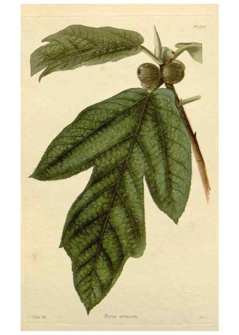 Reproducción/Reproduction 48782840696: The botanical cabinet. London :John & Arthur Arch ...,1817-1833.. 